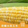 滇味十足（DIANWEISHIZU）水果玉米甜玉米云南金銀雙色新鮮甜嫩水果玉米棒鮮玉米茄果瓜 金銀雙色 【精選9斤】（凈重 約10-16根） 曬單實(shí)拍圖