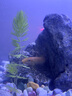 派樂(lè )特魚(yú)缸青龍石松皮石溪流石造景石天然真石頭草缸假山底砂盆景微景觀(guān) 曬單實(shí)拍圖