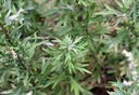 媽媽的茶野生炒制食用清明小葉艾艾草尖芽葉正品泡茶艾炒艾草養生茶 1罐艾草嫩葉【單罐無(wú)外盒】 曬單實(shí)拍圖