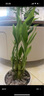 特價富貴荷花竹盆栽植物室內(nèi)凈化空氣綠植辦公室桌面四季好養(yǎng)盆栽 荷花竹+節(jié)節(jié)高升盆+圓底座【1盆】 盆口直徑約8cm 曬單實拍圖