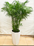 植男植女天堂鳥(niǎo)盆栽客廳室內(nèi)好養(yǎng)大型落地真綠植辦公室大葉植物源頭直發(fā) 曬單實(shí)拍圖