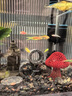 創(chuàng)寧魚缸石英變頻加熱棒 CN-605-100W 低水位烏龜小型迷你自動恒溫器 曬單實拍圖