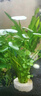 瘋狂水草銅錢(qián)草魚(yú)缸植物水草植物凈化水質(zhì)水養植物約50-100根源頭直發(fā)包郵 曬單實(shí)拍圖