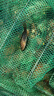 【多款籠網(wǎng)適】黑爆餌料蝦籠魚(yú)籠捕魚(yú)網(wǎng)籠黃鱔餌料河蝦泥鰍專(zhuān)用 黑爆餌料1大桶(1000g) 曬單實(shí)拍圖