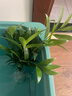 驅蚊竹柏水培植物大棵室內水養綠植花卉盆栽辦公室桌面驅蚊草好養 精選竹柏10顆+肥料 曬單實(shí)拍圖