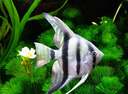 神仙魚(yú)燕魚(yú)小型熱帶魚(yú)活體秘魯熊貓神仙紅頭三色白神仙七彩神仙魚(yú) 6cm秘魯神仙1對 曬單實(shí)拍圖
