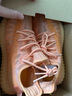 阿迪達斯yeezy350全透火山橙椰子夏日透氣男女休閑鞋GW2870  44.5 曬單實(shí)拍圖