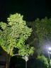天火手電筒蒼龍二代強光超亮超長(cháng)續航變焦遠射充電軍戶(hù)外野外專(zhuān)用生存 曬單實(shí)拍圖