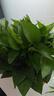雙盟綠蘿盆栽除甲醛花卉綠植辦公室新房?jì)艋諝?80加侖2盆裝源頭直發(fā) 曬單實(shí)拍圖