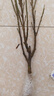 流蘇樹(shù)苗盆栽四季開(kāi)花濃香四季好養室內外植物陽(yáng)臺庭院觀(guān)花卉綠植 新品【夢(mèng)幻】耐寒耐熱 熱銷(xiāo)款：八年樹(shù)狀獨桿-當年開(kāi)花爆滿(mǎn)【包活】 曬單實(shí)拍圖