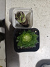 多肉植物自選套餐系列組合搭配花卉盆栽綠植精品多肉新手入門(mén) 精控烏木雜交2-3厘米 送盆土 曬單實(shí)拍圖