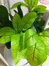 禮赫家飾仿真綠植發(fā)財樹(shù)葉假花盆栽室內外客廳家居裝飾花槽隔斷插花植物墻 12葉46CM發(fā)財樹(shù)【單束】 曬單實(shí)拍圖