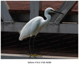 索尼（SONY）APS-C半畫(huà)幅大變焦鏡頭 E70-350mmF4.5-6.3 G OSS 官方標配 曬單實(shí)拍圖