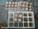 對(duì)面小城新鮮現(xiàn)撿土雞蛋柴雞蛋初生蛋單枚40±5g 鮮雞蛋30枚 曬單實(shí)拍圖
