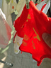 兒童純棉肚兜秋冬護肚臍a類(lèi)紅色新生兒夏季寶寶防著(zhù)涼肚圍腹 紅色隨機 55#建議年齡3-9個(gè)月 曬單實(shí)拍圖