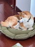 ERGOBABY寵物貓狗窩墊毯子幼犬秋冬四季通用舒適泰迪小型犬兩用抽繩墊子窩 曬單實(shí)拍圖