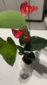 水培紅掌盆栽帶花一帆風(fēng)順花卉植物室內好養綠植鴻運當頭四季開(kāi)花 特價(jià)紅掌1-3花（原盆） 曬單實(shí)拍圖