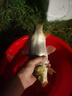 威拓森紅蟲蚯蚓顆粒5毫米 曬單實拍圖