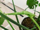 理膚泉B5面膜PRO5片【體驗裝】 補水保濕緊急修護舒緩護膚品中秋禮品 曬單實(shí)拍圖