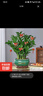 【金錢(qián)樹(shù)】盆栽客廳室內植物錢(qián)串子大型發(fā)財綠植喬遷開(kāi)業(yè)送盆花卉 6-9株 30-40cm財源廣進(jìn)寶綠陶瓷盆+肥料; 曬單實(shí)拍圖