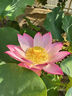 牧高笛（MOBIGARDEN）防潮墊 戶(hù)外露營(yíng)加寬加厚折疊充氣單人氣墊床 NX20663004 玄鐵灰 曬單實(shí)拍圖