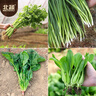 北蔬 蔬菜種子種苗蘿卜白菜香菜生菜蔥菠菜秋種菜籽 11種蔬菜種子套餐 曬單實(shí)拍圖