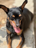 皇家SPR27狗糧8歲以上小型犬老齡犬泰迪比熊貴賓通用型全價(jià)老年犬糧 SPR27小型老年犬2kg 曬單實(shí)拍圖