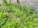【今年新種】青香大葉茼蒿桐花菜大葉蓬蒿菜耐熱皇帝菜火鍋蔬菜 大葉茼蒿種子 買(mǎi)二包送一包約3000粒 曬單實(shí)拍圖