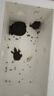 正宗中華鱉小甲魚(yú)苗活體水魚(yú)苗王八團魚(yú)苗生態(tài)外塘養殖龍魚(yú)飼料 2只（公母對半） 甲魚(yú)（6-12克重）+飼料 曬單實(shí)拍圖