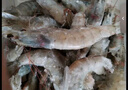 鯨口大開(kāi)【鯨口大開(kāi)】青島大蝦新鮮大蝦冷凍鮮活水產(chǎn)大對蝦大白蝦海蝦批發(fā) 16-18厘米鮮蝦速凍 3斤(凈重) 曬單實(shí)拍圖