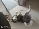 鴨鴨反季時空道宇聯(lián)名中長款羽絨服男女同款冬季新款連帽休閑加厚外套 月光白色 M 曬單實拍圖