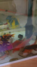坤寧王白點(diǎn)凈魚(yú)藥錦鯉鸚鵡魚(yú)斗魚(yú)金魚(yú)水霉病白毛小瓜蟲(chóng)白點(diǎn)爛尾爛肉專(zhuān)用 曬單實(shí)拍圖