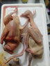頤鄉情農家新鮮宰殺鴿子肉鴿子 生鮮鴿子乳鴿老鴿子 煲湯孕婦滋補鴿子湯 散養乳鴿2只(單只凈重360g)+料包+人參 曬單實(shí)拍圖