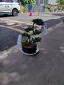 芙洛拉花園【兩小時達(dá)】五層塔松盆栽送導(dǎo)師青松綠植喬遷之喜開業(yè)教師節(jié)禮物 松鶴延年【精致造景五層塔松盆景】 祝壽送禮推薦 曬單實(shí)拍圖