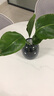 愛(ài)你一萬(wàn)年天堂鳥(niǎo)無(wú)土純水培植物室內好養綠植水培水養易活桌面綠植吸除甲醛 A級 水培天堂鳥(niǎo) 50-60厘米 2顆 曬單實(shí)拍圖