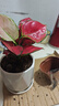 繽賢吉利紅盆栽綠植花卉室內客廳辦公吸水盆四季好養美觀(guān)紅色植物觀(guān)賞 吉利紅【原裝盆】 #22 曬單實(shí)拍圖