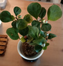小盼菩提樹苔蘚球帶果子室內(nèi)可水培智慧小果樹禪意桌面盆栽綠植物 小盼菩提帶多果苔蘚球送仿古底座 曬單實拍圖