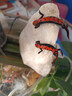 小火龍魚(yú)活體冷水魚(yú)清道夫蠑螈觀(guān)賞魚(yú)小型魚(yú)清潔魚(yú)缸淡水寵物無(wú)毒 精品小火龍1公1母-送飼料 曬單實(shí)拍圖