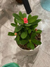【帶盆種植好】虎刺梅盆栽花卉海棠花鐵海棠四季開花植物室內(nèi)外種 虎刺梅1盆+原土發(fā)貨 曬單實(shí)拍圖