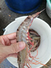 寵小俠純種孔雀魚觀賞魚好養(yǎng)耐活淡水小型魚熱帶魚鳳尾熱帶魚小魚苗 練手孔雀2-3cm15條（10送5備損） 曬單實拍圖