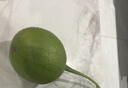 廣西食用木鱉瓜新鮮木鱉果甜葫蘆漏苓子番茄紅素上色稀奇古怪水果 2-3斤青果 曬單實拍圖
