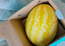 京鮮生 黃金無(wú)籽麒麟西瓜 1枚凈重6-8斤 中秋生鮮水果 曬單實(shí)拍圖