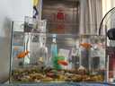 高清熱彎浮法透明玻璃魚(yú)缸客廳家用造景裝飾生態(tài)中小型生態(tài)金魚(yú)缸 熱彎魚(yú)缸-裸缸 長(cháng)40*寬23*高25cm 曬單實(shí)拍圖
