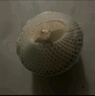 海南椰青新鮮椰子當季去皮椰青酸甜解渴水果椰汁（冷藏風(fēng)味更佳） 【送開椰器】9個裝 曬單實拍圖