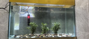 森森魚(yú)缸加熱棒自動(dòng)恒溫防爆熱帶魚(yú)加溫棒烏龜水族箱恒溫器加熱器 【數顯溫控】離水斷電加熱棒100W 曬單實(shí)拍圖