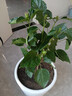 意軒 扶?；ㄅ柙灾匕晁募揪G植朱槿牡丹芙蓉花盆栽庭院花卉容易養的 紅色扶桑  4年苗 曬單實(shí)拍圖