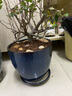 花竹戀長(cháng)壽冠海棠盆栽盆景梅花樹(shù)樁重瓣樹(shù)苗紅梅耐寒耐旱植物不含盆 8年長(cháng)壽冠海棠當年開(kāi)花 曬單實(shí)拍圖
