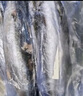 賣(mài)魚(yú)七郎 青島海捕大鲅魚(yú)整條凈重5斤（5-8條）馬鮫魚(yú)海鮮生鮮魚(yú)類(lèi) 曬單實(shí)拍圖