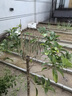 桂花樹(shù)苗盆栽室內四季桂花卉植物金桂丹桂庭院大樹(shù)濃香型綠植開(kāi)花 【金桂】粗4cm 高1.5-1.7米土球發(fā)貨 曬單實(shí)拍圖