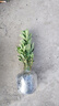 【夏季新品】稀有多頭沙漠玫瑰重瓣老樁濃香多肉綠植四季室內(nèi)外 紫邊紫色花    根直徑（2-4公分） 帶黑色育苗盆發(fā)貨 曬單實拍圖